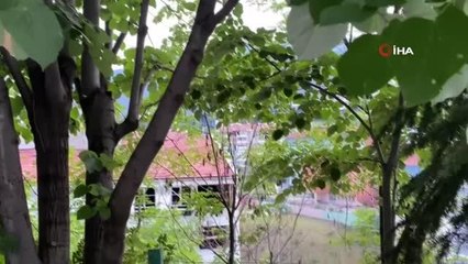 Son dakika haber! Kedinin kargalarla imtihanı kamerada