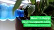 How to Keep Your Houseplants Alive While You're on Vacation