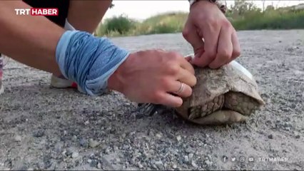 Plastik şişe içine sıkışan kaplumbağa kurtarıldı