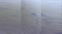 Sakaryalı hayvansever gölde bulduğu yunus yavrusunu kucağında denize taşıdı