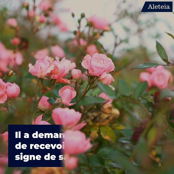 Sainte Thérèse de Lisieux : pluie de grâces ave...