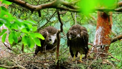 Nature And Wildlife | Bird and animal is beautiful creature on our planet (Part 6)