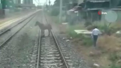 Son dakika haberi... Ölüme terk edilen atı makinistler kurtardı