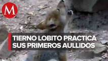 Lobito practica sus aullidos en el zoológico de Chapultepec
