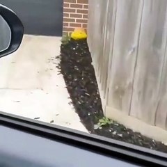 Funny dog very nice video