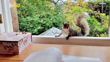 Adorable Squirrels Enjoy Their Human Friends