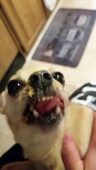 Chihuahua loves her Peanut Butter