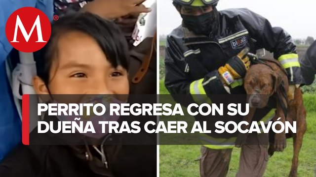 Así fue el rescate de perros atrapados en socavón de Puebla