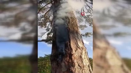 Yıldırım düşen asırlık çam ağacı 3 gündür yanıyor