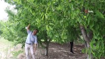 Dalbastı kirazında hasat başladı, rekolte düşük kaldı