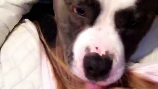 American bully attaching my girlfriend with kisses 