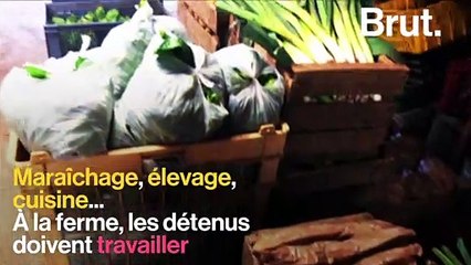 Réinsertion dans une ferme picarde