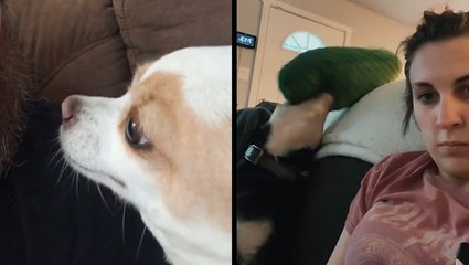 Most Jealous Chihuahua Ever & Dog Plays Too ‘Ruff’