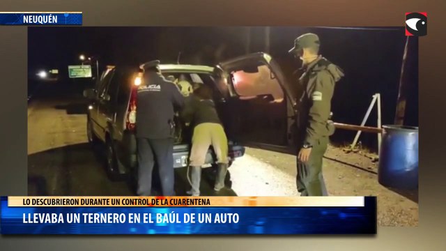Llevaba un ternero en el baúl de un auto