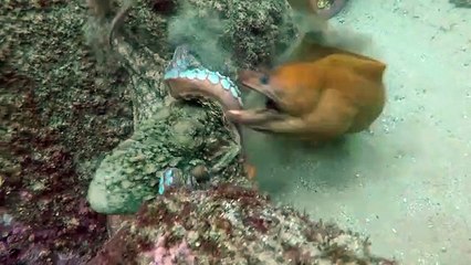Moray Eel VS  Octopus