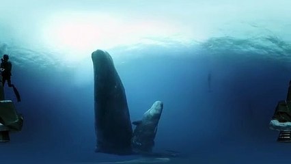 GoPro VR- Diving with Sperm Whales in Mauritius