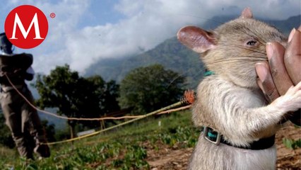 Ejercito de ratas desminadoras en Camboya