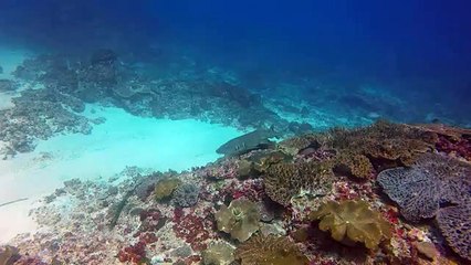 Shark Attacks Giant octopus