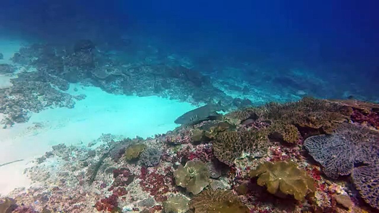 Shark Attacks Giant octopus