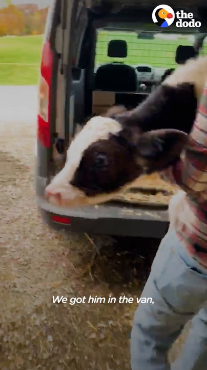 Baby Cow Who Was All Alone For Months Now Falls Asleep With His Chicken Every Night