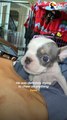 Tiny Biting Puppy Chooses His Person