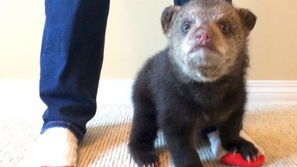 Rescued Baby Bear Slowly Falls In Love With His New Friend