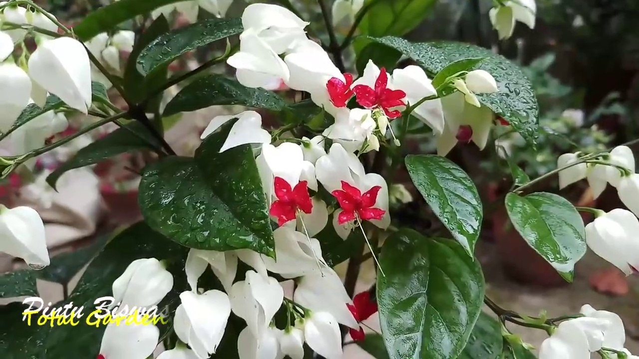 বর্ষার সেরা ৪২ রকমের ফুল গাছ যা আপনি সহজে বাড়িতে করতে পারবেন _ Rainy Season Flowering Plants