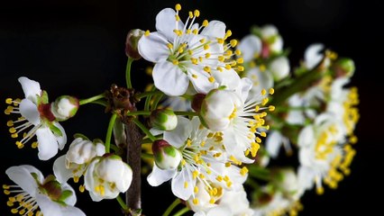 Time-lapse Blooming Flowers | Identification | HD