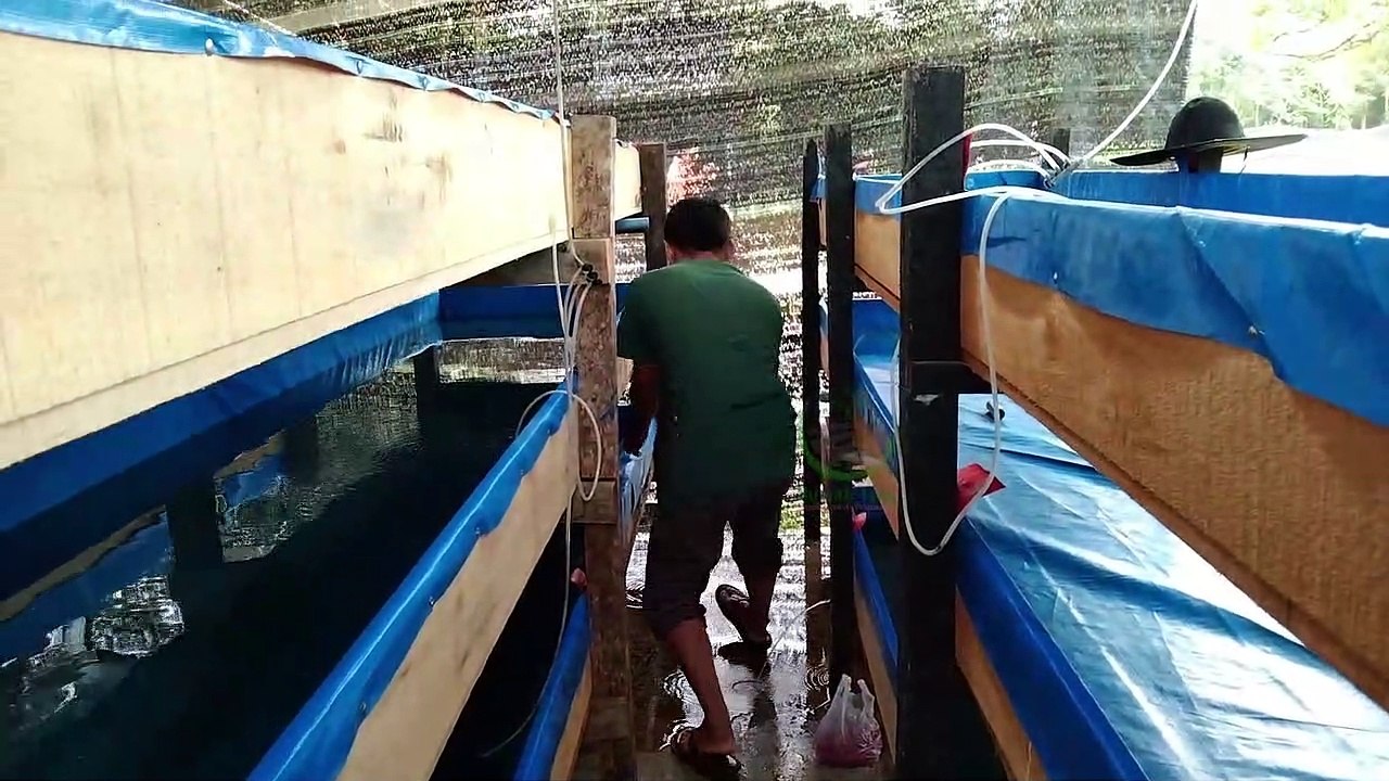 Farm Pembiakan Limbek Kampung