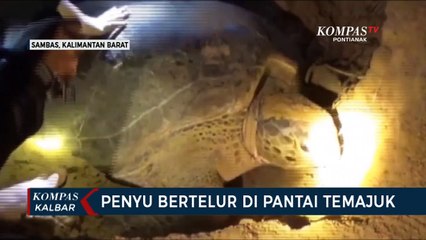 Penyu Bertelur di Pantai Temajuk Sambas