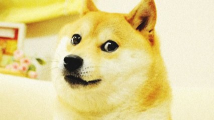 '도지' NFT, 45억 원에 팔려...밈 NFT 최고가 기록 / YTN