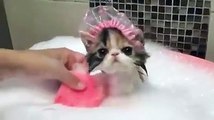 Diş fırçasıyla yıkanan kedinin sevimli halleri