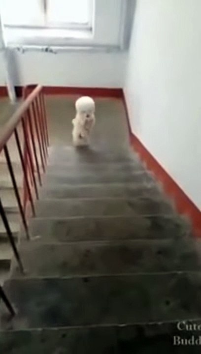 cute dog walking on two leg and dancing on two leg