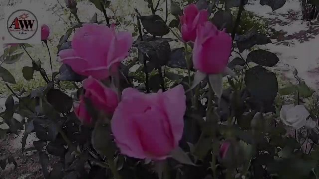 Beautiful flowers videos_ beautiful flowers blooming_ natural flowers video_