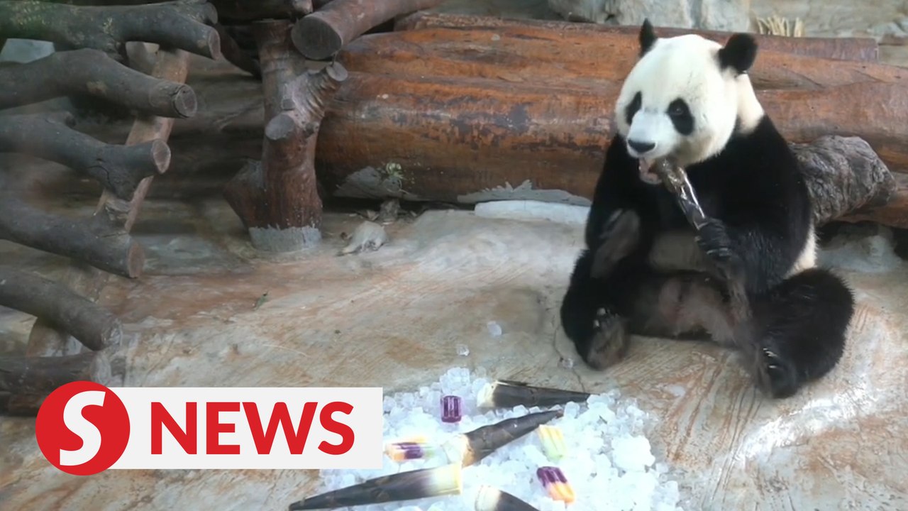 How do giant pandas keep cool in the tropical s...