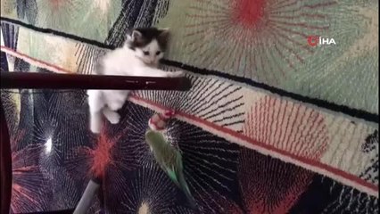 Yavru kedi ile muhabbet kuşunun dostluğu