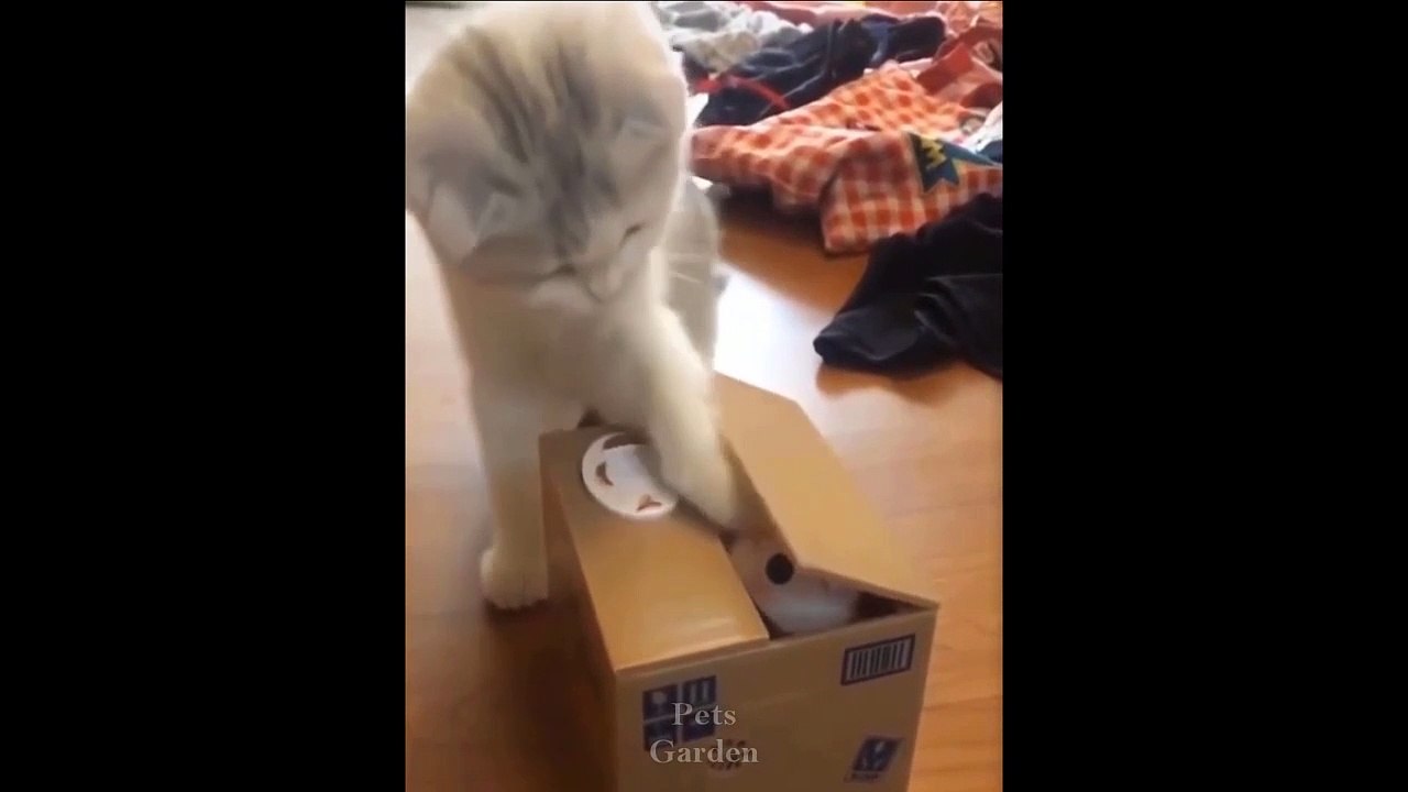 Funniest Pets  Don't try to hold back Laughter |Pets Garden