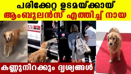Dog chases ambulance as it takes its owner to hospital
