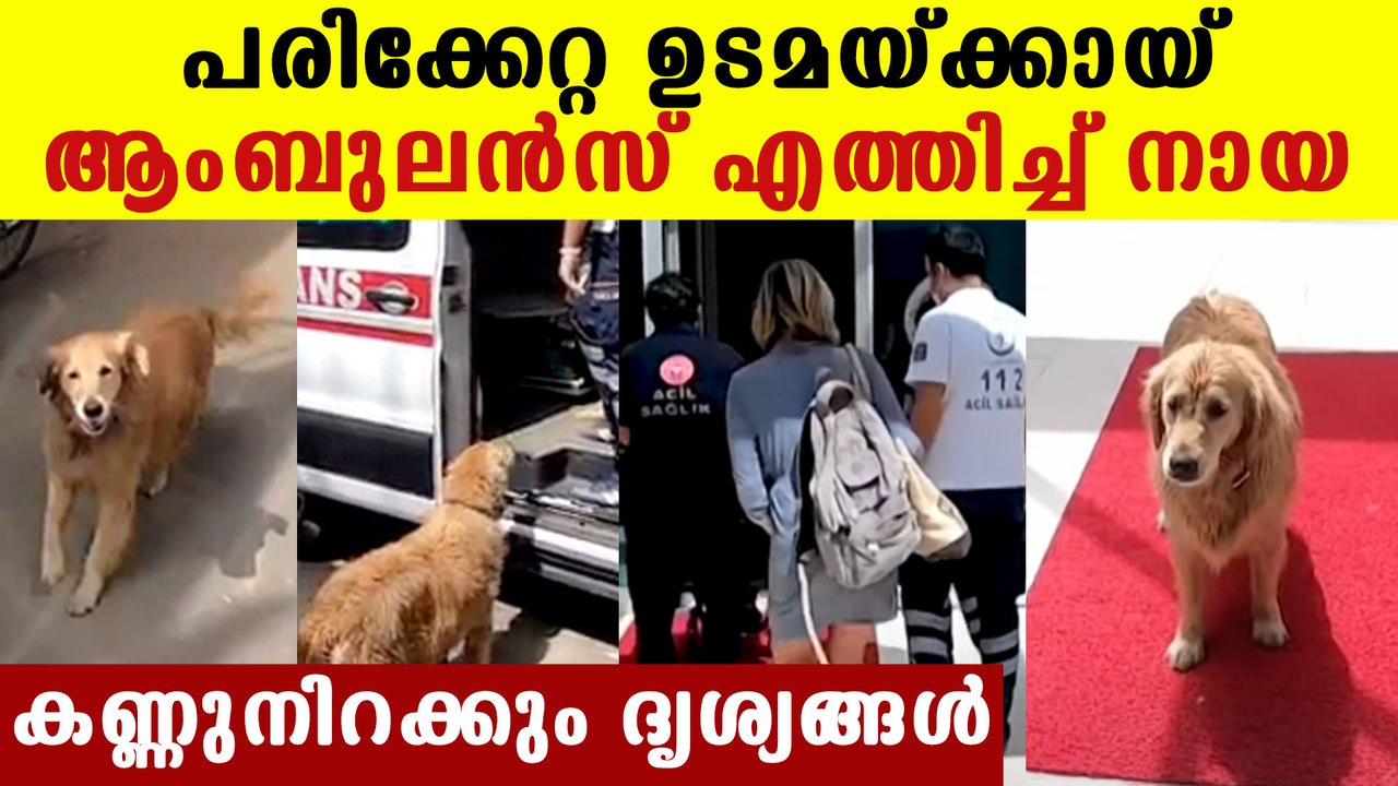 Dog chases ambulance as it takes its owner to hospital