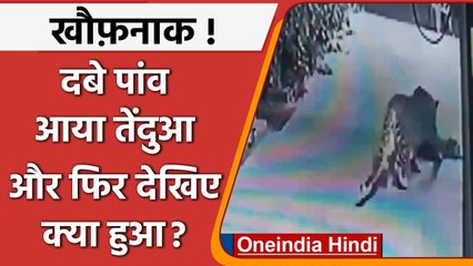 Maharashtra: दबे पांव आया Leopard और सो रहे Dog का ऐसे कर डाला शिकार, देखिए CCTV | वनइंडिया हिंदी