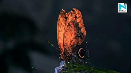 Watch, this dry leaf is actually a butterfly, viral video is mesmerizing netizens