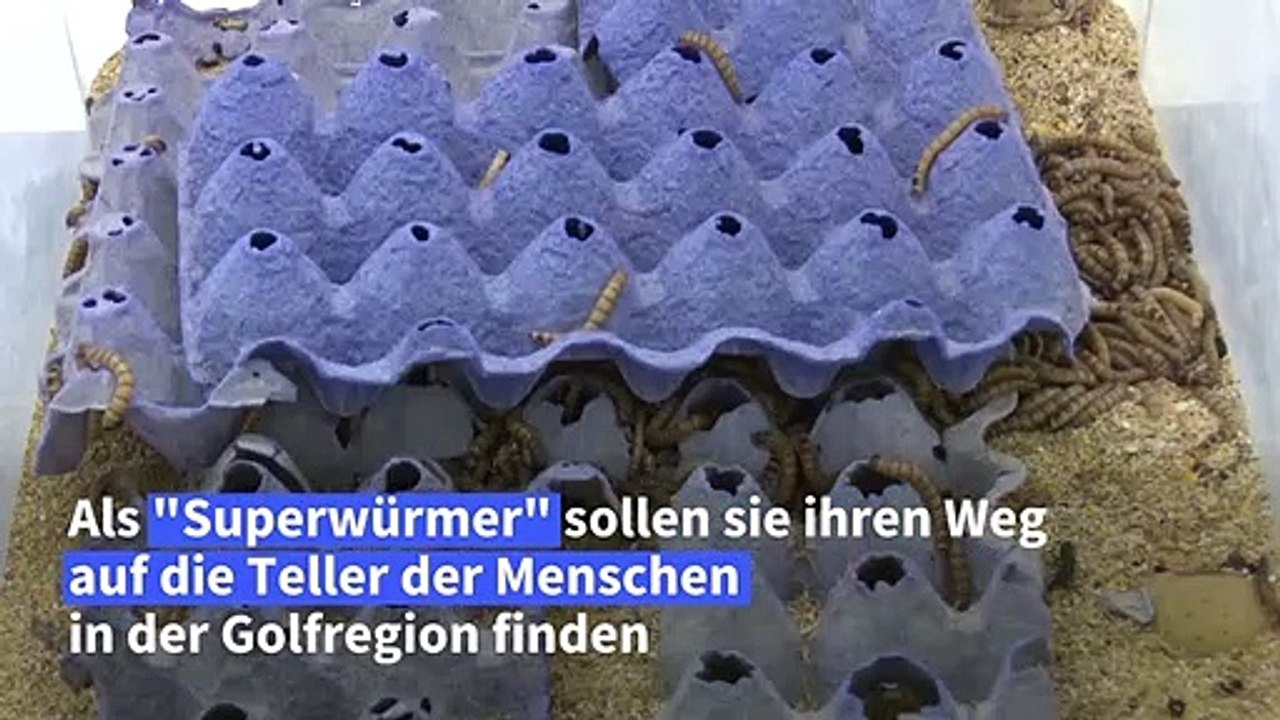 'Superwürmer' als Super Food