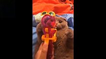Cutest Pets ♥ Cute Baby Animals & Funny Pets Video Compilation