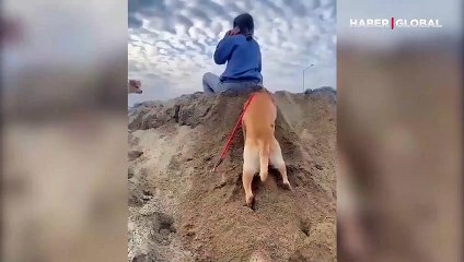 Yaramaz köpek sahibinin altındaki kumu kazınca olanlar izleyenleri güldürdü