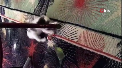 Yavru kedi ile muhabbet kuşunun dostluğu