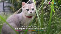 Dara Arafah Kehilangan Kucing, 10 JUTA RUPIAH Buat yang Nemu