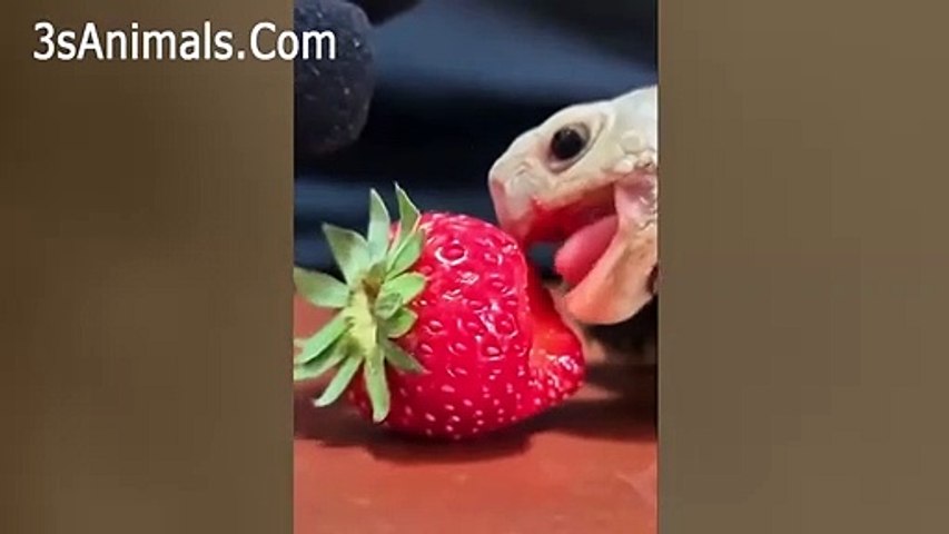Funny Animal Videos Can'T Help But Laugh 2021  Cutest And Funniest Animals