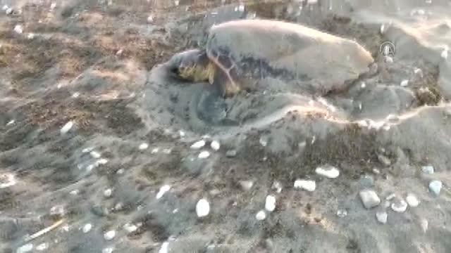 Caretta carettaların Kumluca ve Finike sahillerinde yuvalama süreci başladı