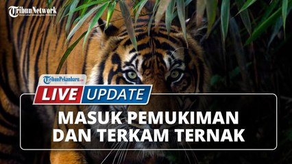 Harimau Masuk Pemukiman dan Terkam Ternak Warga, Warga Bergerak Sigap dan Langsung Menghilang