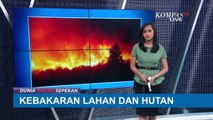 Kebakaran Hebat Melanda Hutan di Yerusalem,